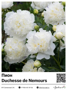 Пион Duchesse de Nemours