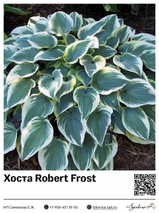 Хоста Robert Frost