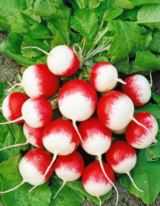 Редис Магнат (Селекция 