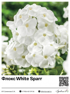 Флокс White Sparr (Метельчатый)