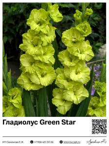 Гладиолус Green Star