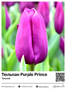 Тюльпан Purple Prince (Триумф)
