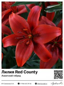 Лилия Red County (Азиатский гибрид)