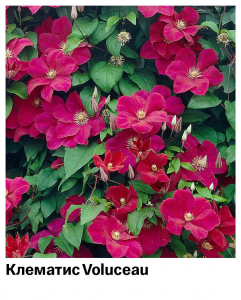 Клематис Voluceau