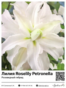 Лилия Roselily Petronella (Розовидный гибрид)