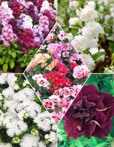 Набор Летние грёзы 17 пакетов