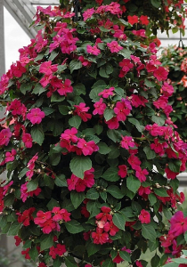 Бальзамин (импатиенс) Валлера Имара F1 Виолет 8 шт