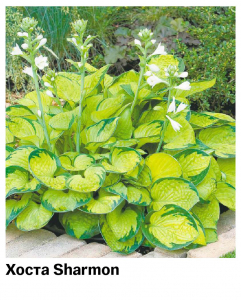 Хоста Sharmon