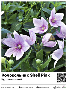 Колокольчик Shell Pink (Крупноцветковый)