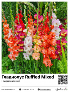 Гладиолус Ruffled Mixed (Гофрированный)