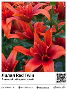 Лилия Red Twin (Азиатский гибрид, махровый)