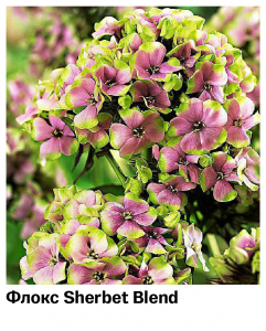 Флокс Sherbet Blend (Метельчатый)