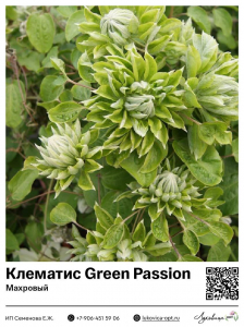 Клематис Green Passion (Махровый)