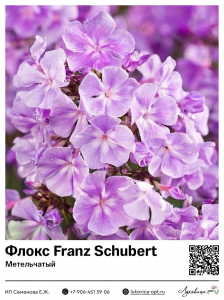 Флокс Franz Schubert (Метельчатый)