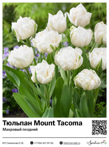 Тюльпан Mount Tacoma (Махровый поздний)