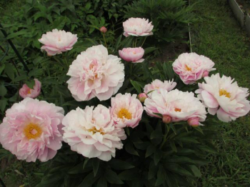 Пион Gardenia / (молочноцветковый) / 2-3