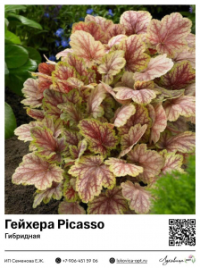 Гейхера Picasso (Гибридная)
