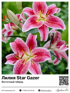 Лилия Star Gazer (Восточный [ориентальный] гибрид)