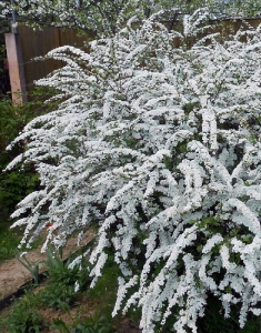 Спирея японская Серая Грефшейм 1 шт Р9