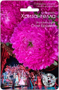 Астра китайская Хризантелла Огни Бродвея