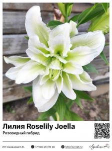 Лилия Roselily Joella (Розовидный гибрид)