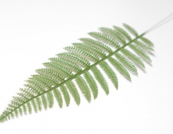 Искусственные цветы, Ветка - лист папортника крупный для венка (1010237) зеленый