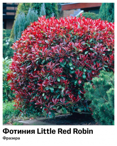 Фотиния Фразера Little Red Robin (Литл Ред Робин)