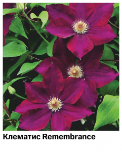 Клематис Remembrance
