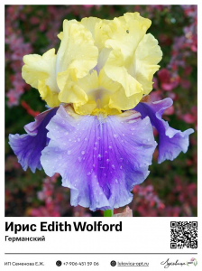 Ирис Edith Wolford (Германский)