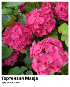 Гортензия крупнолистная Masja (Мася)