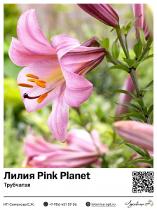 Лилия Pink Planet (Трубчатая)