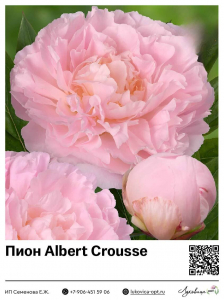 Пион Albert Crousse