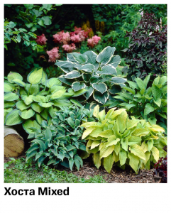Хоста Mixed