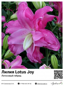 Лилия Lotus Joy (Лотосовый гибрид)