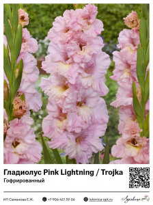Гладиолус Pink Lightning / Trojka (Гофрированный)
