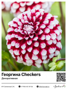 Георгина Checkers (Декоративная)