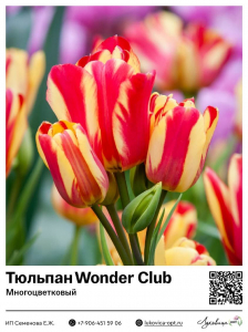 Тюльпан Wonder Club (Многоцветковый)