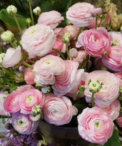 Ранункулюс Пикоти Розовый 1 уп.  (5 шт.)