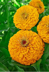 Цинния георгиноцветковая Золотой рассвет 0,5 гр