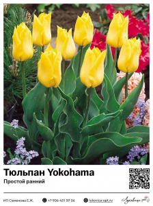 Тюльпан Yokohama (Простой ранний)