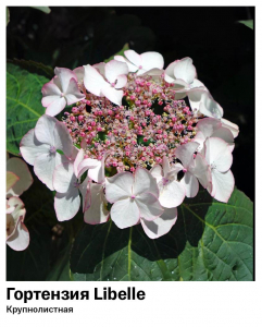 Гортензия крупнолистная Libelle (Либелле)