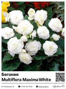 Бегония Multiflora Maxima White