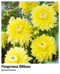 Георгина Bilbao (Декоративная)