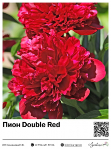 Пион Double Red