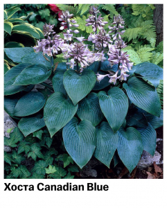 Хоста Canadian Blue