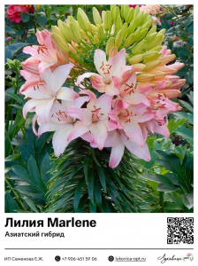Лилия Marlene (Азиатский гибрид, многоцветковый)