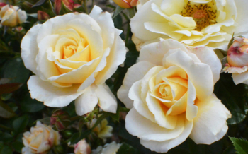 Роза гибридная (сорт 'Tsarina' ®)