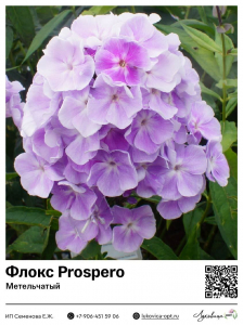 Флокс Prospero (Метельчатый)