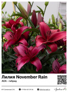 Лилия November Rain (АОА-гибрид)
