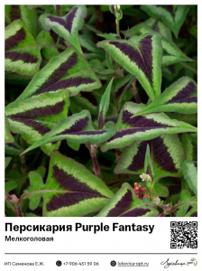 Персикария [Горец] Purple Fantasy (Мелкоголовая)